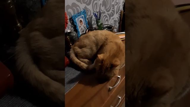 рыжий кот ,что делал Тима у телефона? смотреть онлайн