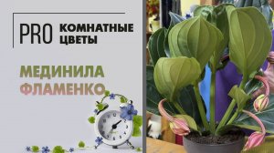 Мединила Фламенко - красивоцветущее комнатное растение. Грамотный уход, полив, пересадка, вредители.