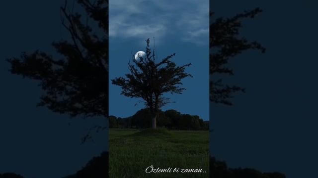 Melike Şahin - Miras смотреть онлайн