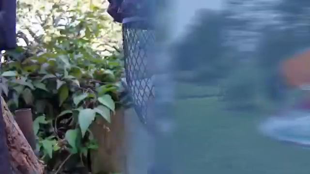 Birdsy AI records and IDs birds & wildlife for you смотреть онлайн