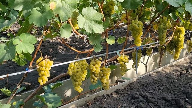 Виноград Поволжья