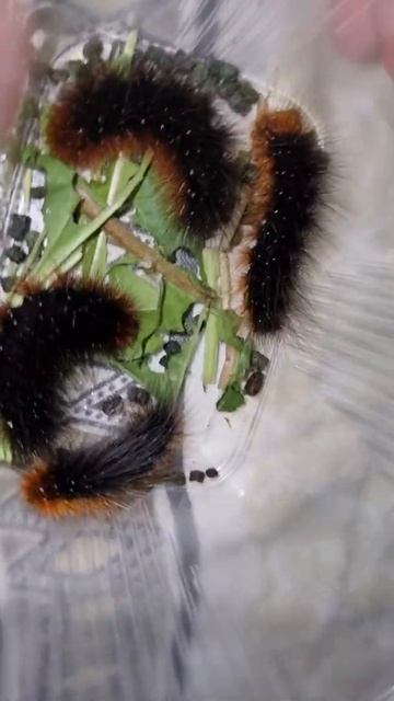 медведицы кая смотреть онлайн