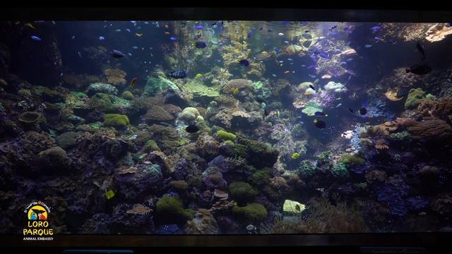 10 minutes of Aquarium relax смотреть онлайн