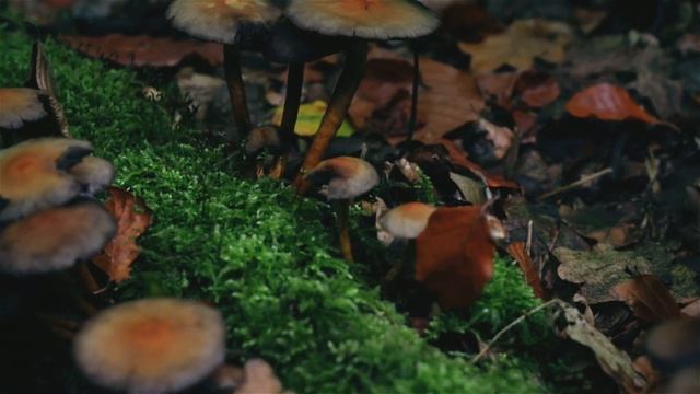 The Mysterious Forest RELAX смотреть онлайн