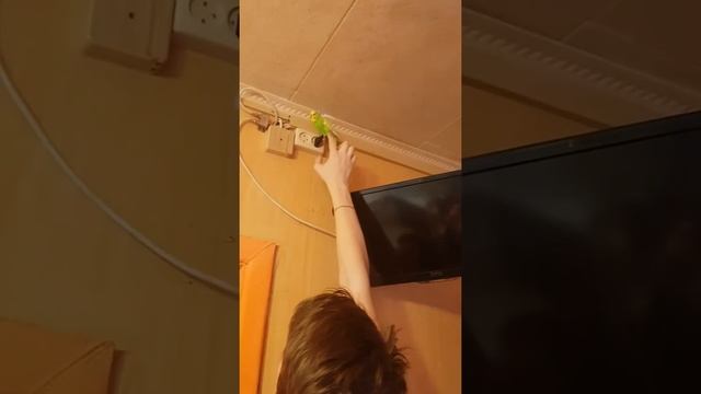 Веня болтун.Говорящий попугай