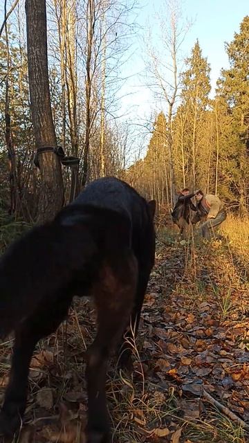 Мой герой, перегрыз поводок и спас меня 🥰 смотреть онлайн
