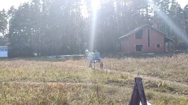Орловский рысак, упряжка