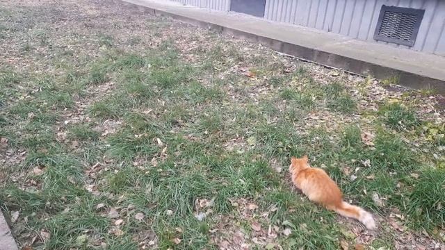 Рыжий кот.#рыжийкот#