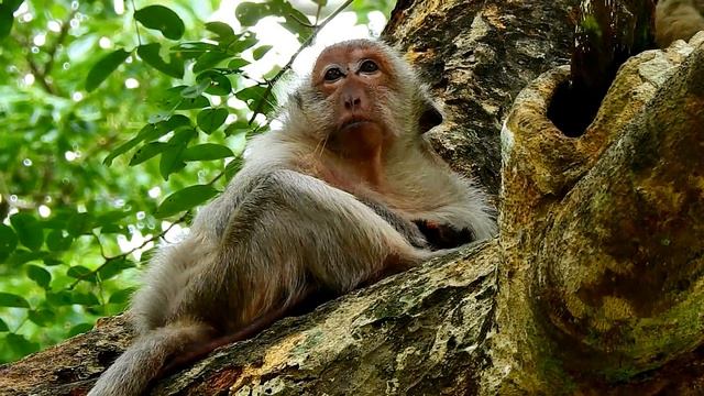 Poor Female Monkey Tima Very Tired After Give Newborn/Mother Tima Give Warm,hug Baby In Chest