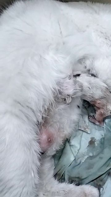 my pregnant cat giving birth to new babies 😭 смотреть онлайн