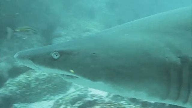 Scuba Diving Downunder