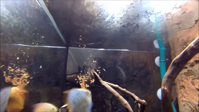 JUWEL RIO 180 DISCUS'S DINNER смотреть онлайн