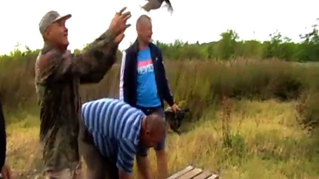 Выпуск фазанов в охот угодья. Новая Маячка. смотреть онлайн