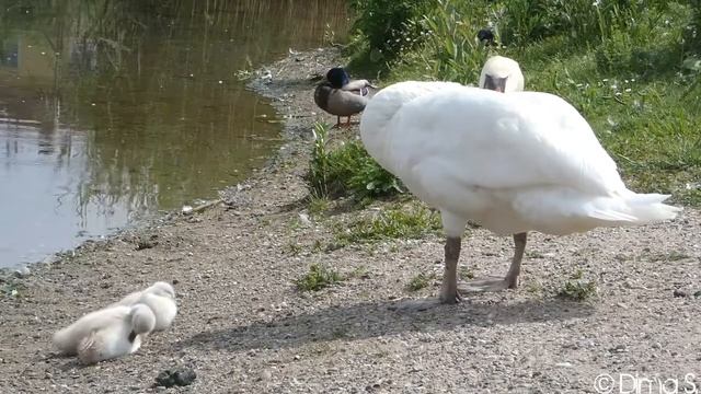 Höckerschwan mit Küken смотреть онлайн