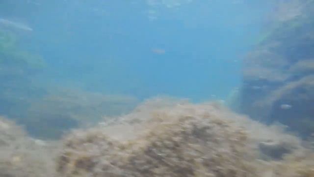 19 июля, Черное море, подводное, прямо у берега у самого дна бывает встречается скат-хвостокол. смотреть онлайн