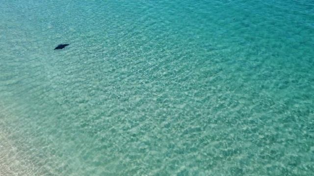 Drone's view of a majestic Manta Ray in Fort Lauderdale смотреть онлайн