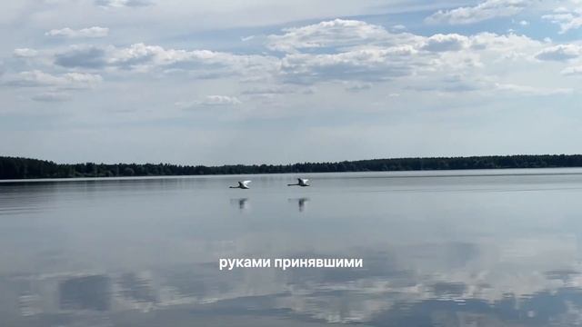 Красивый полет птиц над Вилейским водохранилищем смотреть онлайн