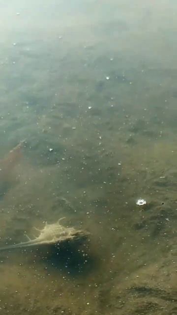 🔴Siput Laut Predator Berduri Tajam Murex Pecten #shorts смотреть онлайн