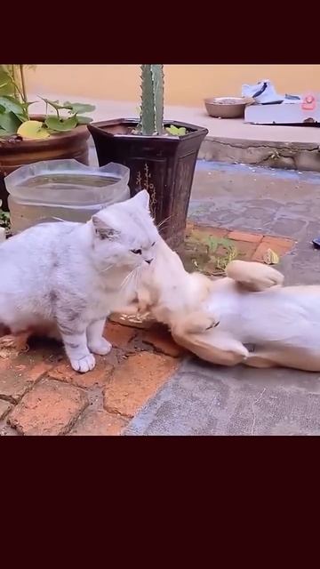Amazing cats & dogs .. try not to laugh #02 смотреть онлайн