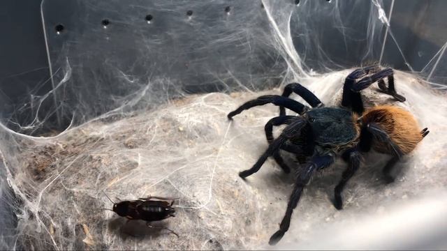 7 Inch Tarantula Hunts Down Roach Meal! FEEDING SHOW смотреть онлайн