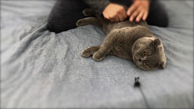 АСМР для сна почувствуй себя котом /ASMR for sleep feel like a cat смотреть онлайн