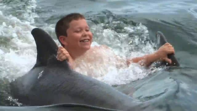 Dolphin Research Center - Dolphin Camp смотреть онлайн