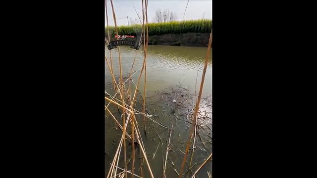 Báo Cá Sông tự nhiên #fishing #fish #uaru #câuca #cauca #lure #fishinglife #gofishing #carpfishing смотреть онлайн