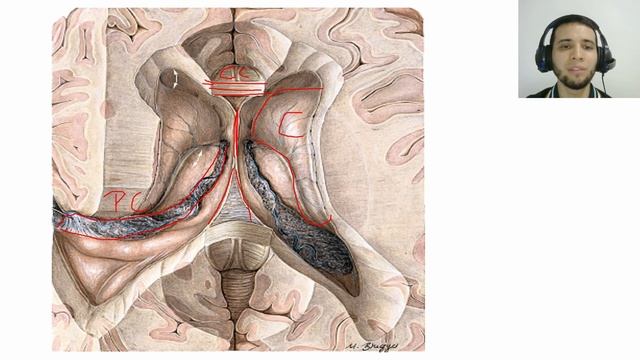 🧠¡¡VENTRÍCULOS CEREBRALES EN 11 MINUTOS!!