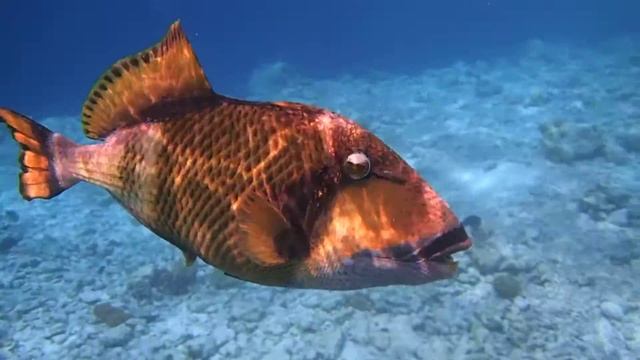 Titan Trigger fish - Maldives смотреть онлайн