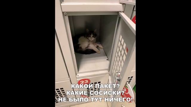 Лютые приколы  КОГДА КОТ ДУМАЕТ, ЧТО ОН ФИКСИК!!! СМЕШНЫЕ КОТЫ! Угар до слёз!! – Domi Show