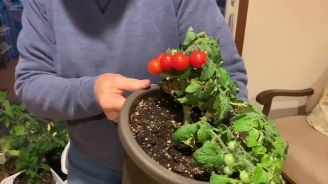 Regina Red Micro Dwarf Tomato—Prolific!