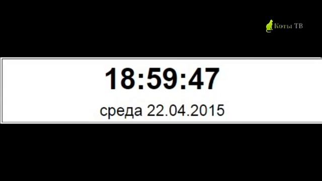 Начало вещания (Коты ТВ, 22.04.2015)