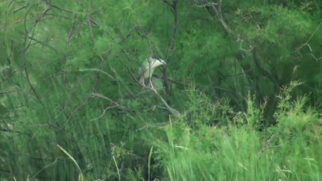 Bihoreau gris (Nycticorax n. nycticorax) Black-crowned Night-heron смотреть онлайн