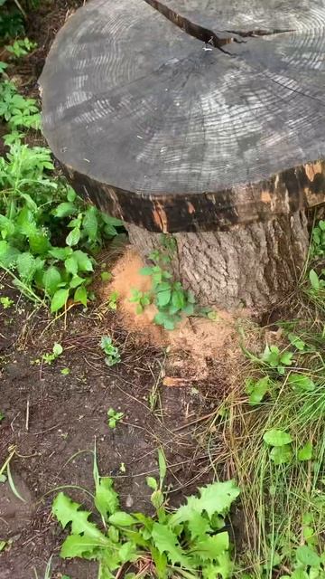 How to locate a carpenter ant colony смотреть онлайн