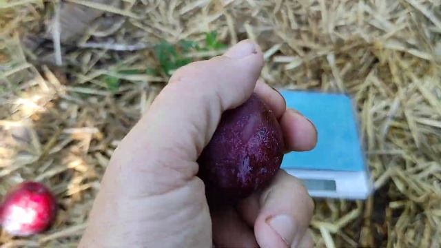 Диплоїдна слива "Оленка". смотреть онлайн