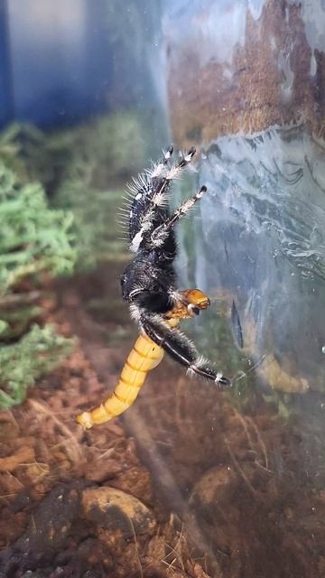 #Jumping #Spider #NordFlorida shy while eating the worm #phidippusregius #4k #shorts смотреть онлайн