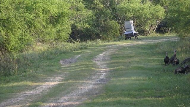 ATN X-Sight II Smart HD 5x20 Ballistic Calculation kill - 275 lbs Texas boar - 7 Oaks Ranch смотреть онлайн