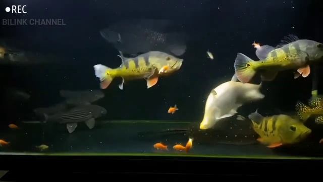 FEEDING TIME PEACOCK BASS TANKMATE CHANNA #peacockbass смотреть онлайн