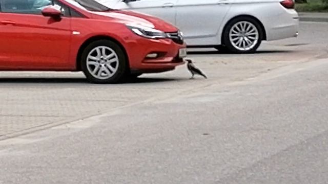 Ворона изучает устройство радиатора Opel смотреть онлайн