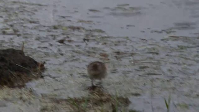Least Sandpiper in Caldeirão, Corvo. смотреть онлайн
