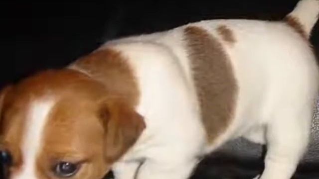 Cocos choca Latte's Jack Russel Pups смотреть онлайн