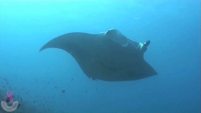 manta rays: the majestic wings of the ocean смотреть онлайн