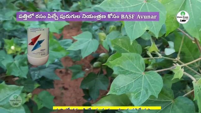 New BASF Avunar Insecticide | కొత్త BASF అవునార్ పురుగు మందు | Mana kisan (మన రైతు) смотреть онлайн