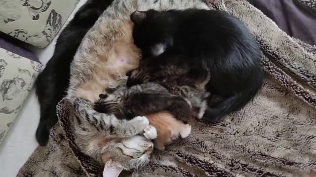 Кошка со своими маленькими трех дневными котятами и с черненькими.Им сегодня 2 месяца.17 июня 2022 смотреть онлайн