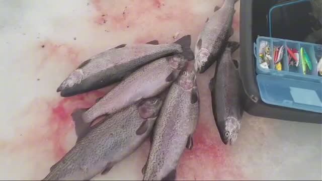 Поимки с водоема