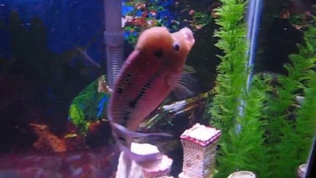 1732 Killer Attack Flowerhorn " Fuk Luk Sau " WJY 6-8-9 смотреть онлайн
