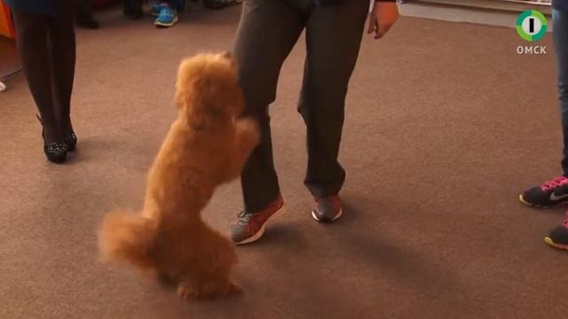 Собачья школа с Нюшей 43 выпуск смотреть онлайн