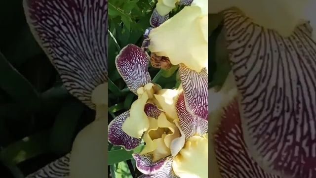 Хэерле иртэ дусларым🌹 смотреть онлайн