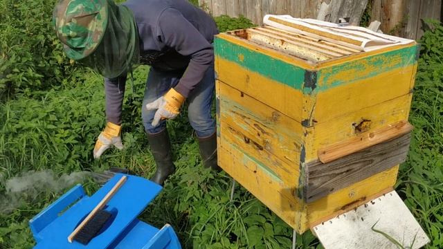 Отбор мёда первый опыт дикий рой пойманный весной 2020 г.