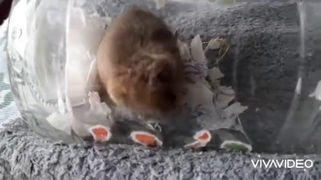 мышка, принцесса Смсиль смотреть онлайн